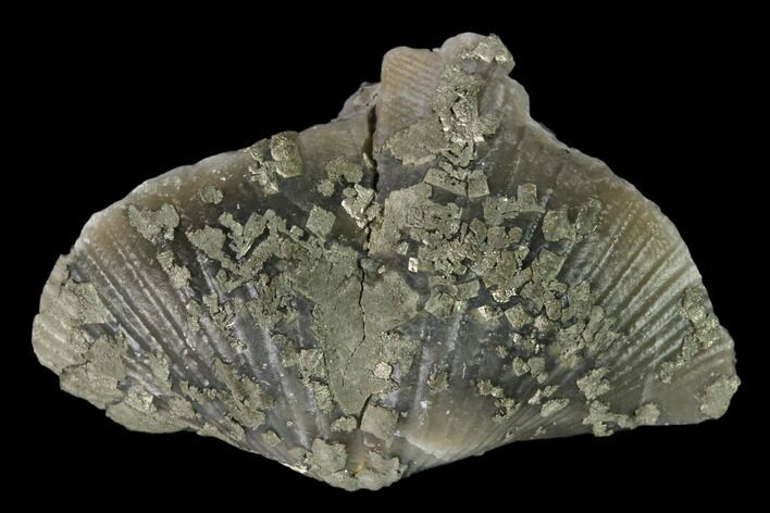 Pyrite Replaced Brachiopod (Paraspirifer) Fossil - Ohio #160078